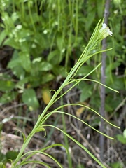 Pseudoturritis turrita