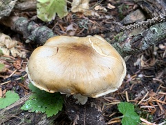 Tricholoma arvernense