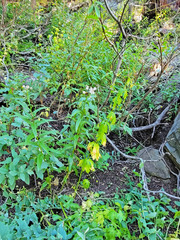 Senecio triangularis