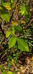 Ptelea trifoliata