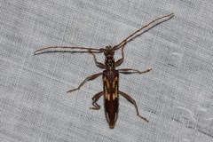 Coptocercus rubripes