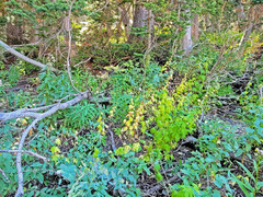 Senecio triangularis