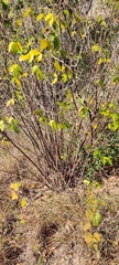 Ptelea trifoliata