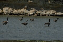 Branta canadensis maxima