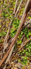 Ptelea trifoliata
