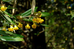 Pittosporum bicolor