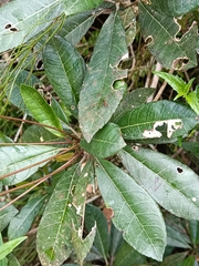 Gesneria pedunculosa