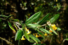 Pittosporum bicolor