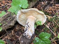 Tricholoma arvernense