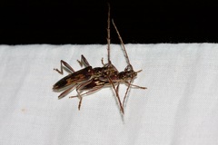 Coptocercus rubripes