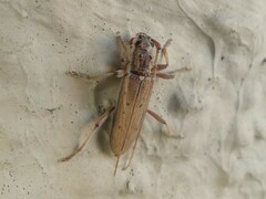 Eburida quadriguttata