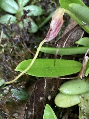 Masdevallia picturata