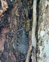 Phoneutria nigriventer