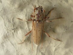 Eburida quadriguttata