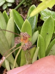 Masdevallia picturata