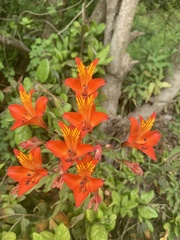 Alstroemeria ligtu