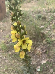 Verbascum virgatum