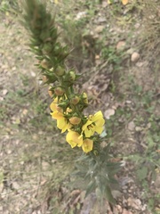 Verbascum virgatum
