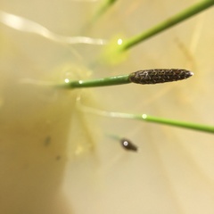 Eleocharis macrostachya