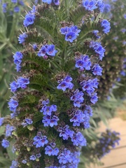 Echium candicans