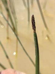 Eleocharis macrostachya