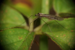 Trichocera annulata