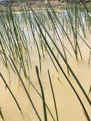 Eleocharis macrostachya