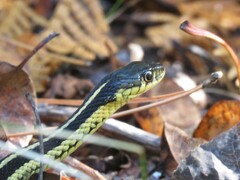 Thamnophis sirtalis