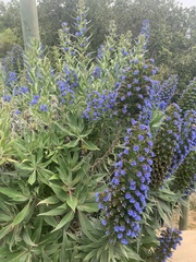 Echium candicans