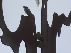 Pycnonotus sinensis formosae