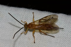 Theronia