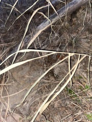 Sporobolus compositus