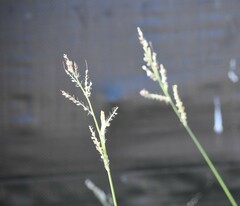 Echinochloa crus-galli