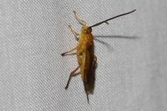 Theronia