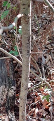 Quercus buckleyi