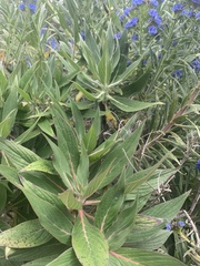 Echium candicans