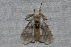 Iropoca rotundata