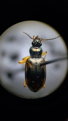 Bembidion corgenoma