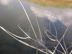 Dictyna coloradensis