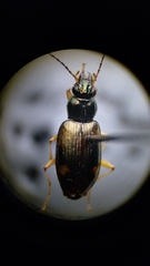 Bembidion corgenoma