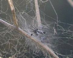 Dictyna coloradensis