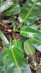 Philodendron renauxii