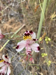 Alstroemeria pulchra