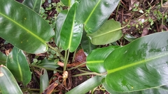 Philodendron renauxii