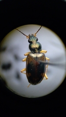 Bembidion corgenoma
