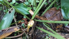 Philodendron renauxii