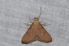 Endotricha pyrosalis