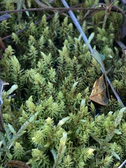 Aulacomnium palustre