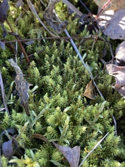 Aulacomnium palustre