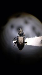 Bembidion recticolle